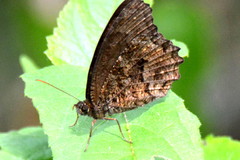 Praepedaliodes phanias