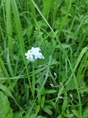 Myosotis alpestris