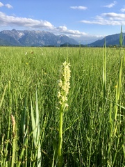 Dactylorhiza incarnata ochroleuca