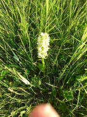 Dactylorhiza incarnata ochroleuca