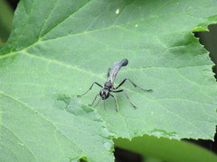 Eremnophila
