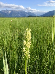 Dactylorhiza incarnata ochroleuca