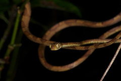 Imantodes lentiferus