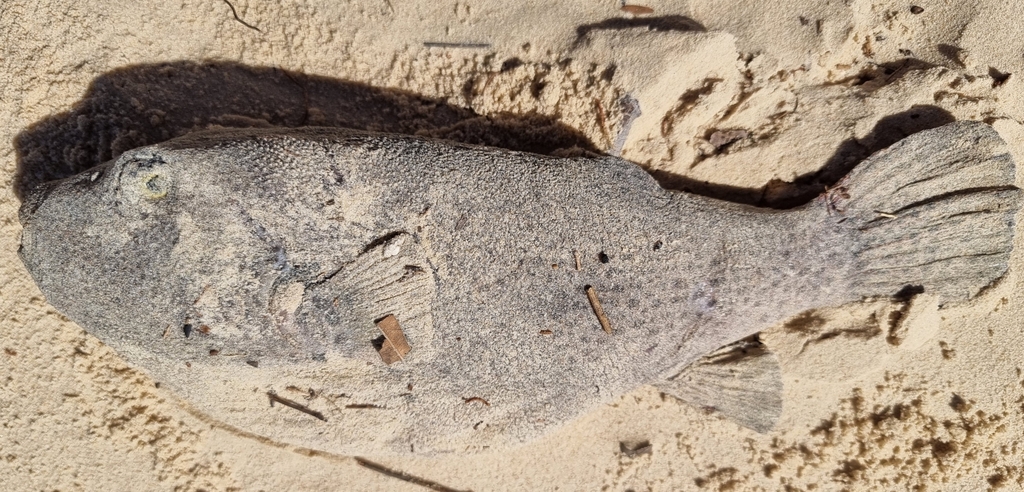 Blackspotted puffer