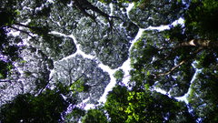 Dryobalanops aromatica