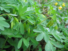 Corydalis intermedia