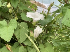 Calystegia silvatica