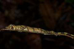 Anolis transversalis