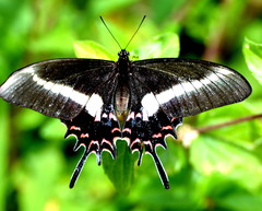 Heraclides hectorides