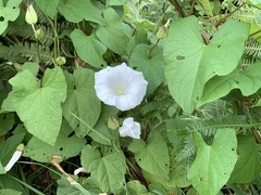 Calystegia silvatica