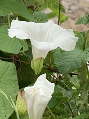 Calystegia silvatica