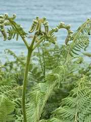 Pteridium aquilinum