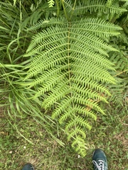 Pteridium aquilinum