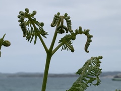 Pteridium aquilinum