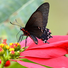 Parides bunichus