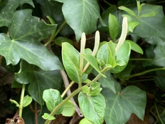 Lonicera
