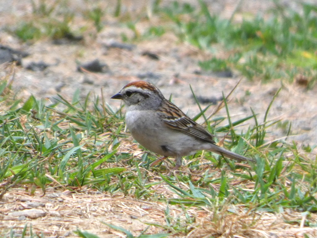 Chipping Sparrow from Delaware County, PA, USA on June 29, 2024 at 08: ...