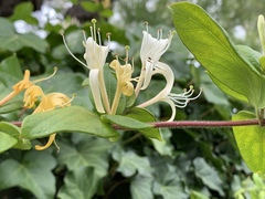 Lonicera