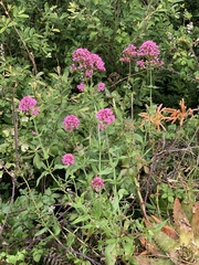 Centranthus ruber