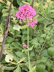 Centranthus ruber