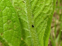 Longitarsus anchusae