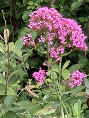 Centranthus ruber