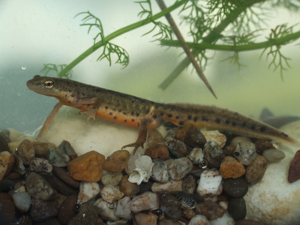 Portuguese Smooth Newt