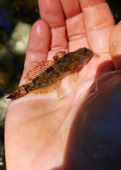 Cottus caeruleomentum