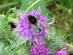 Bombus hortorum