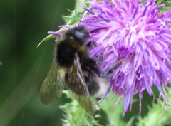 Bombus hortorum