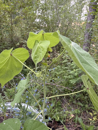 velvetleaf