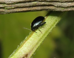 Psylliodes dulcamarae