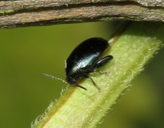 Psylliodes dulcamarae