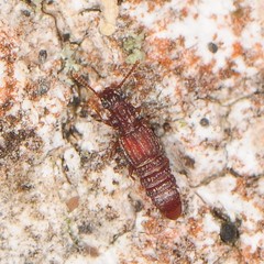 Thoracophorus costalis