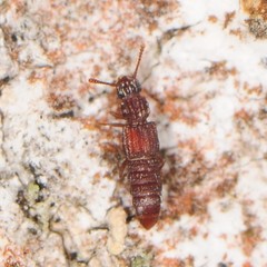 Thoracophorus costalis