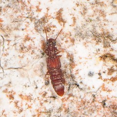 Thoracophorus costalis