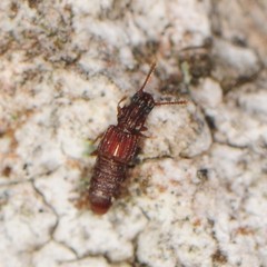 Thoracophorus costalis