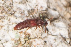 Thoracophorus costalis
