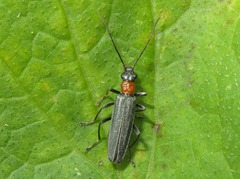 Oedemera croceicollis