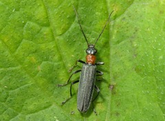 Oedemera croceicollis