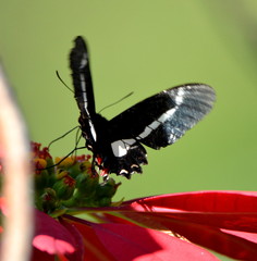 Parides agavus