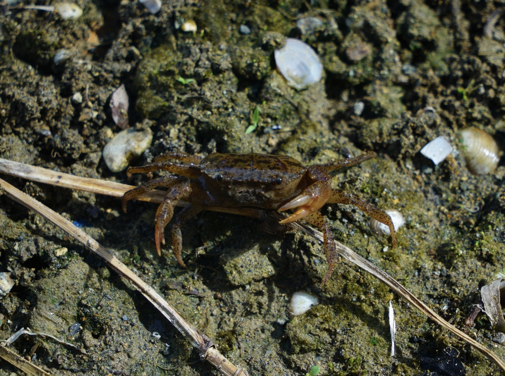 Somanniathelphusa brevipodum