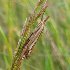 Crambus pratella