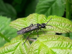 Tenthredo mesomela