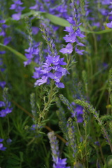 Veronica dalmatica