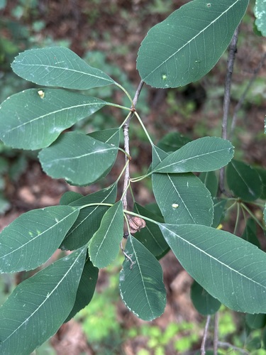 Exochorda racemosa