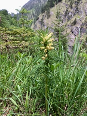 Pedicularis foliosa