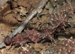 Duvalia caespitosa