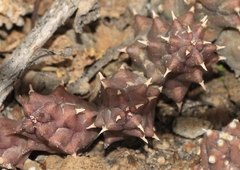 Duvalia caespitosa