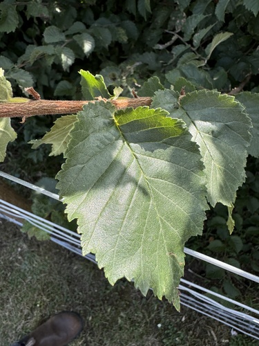 Ulmus procera, photographed by an iNaturalist contributor